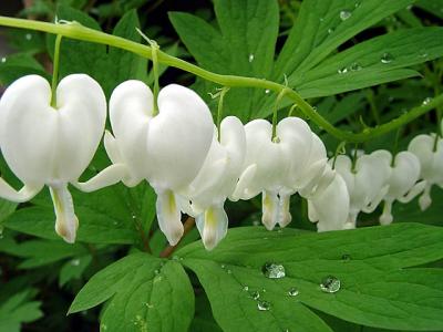 White Bleeding Hearts