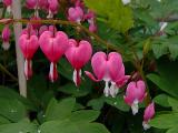 Bleeding Hearts Again