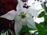 White Columbine