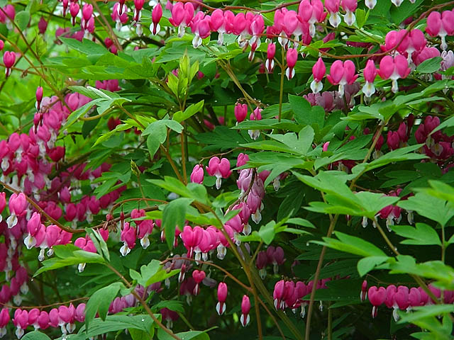 Bleeding Heart Plant