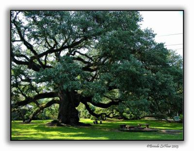 Sallier Oak