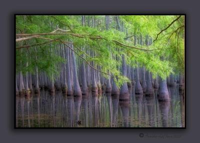 Sam Houston Park Cypress