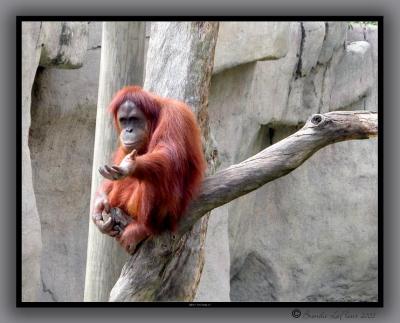 Throw Me Something Mister - Audubon Zoo