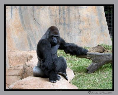 Bad Boy - Audubon Zoo