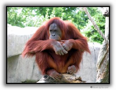 Deep in Thought! - Audubon Zoo