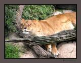 Sleeping Beauty - Audubon Zoo