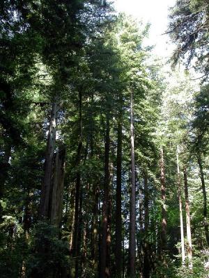 Redwoods along the grove trail