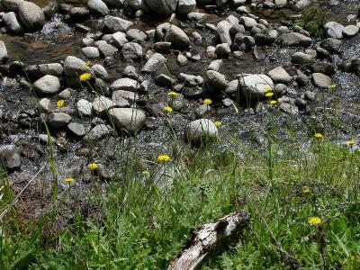 Flowers along the river