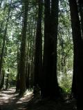 Biking down the redwoods of UC Santa Cruz