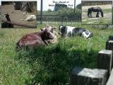 Farm Animals at wilder