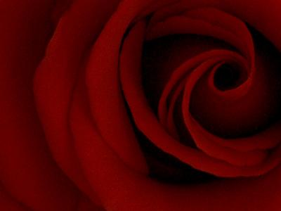 rosehurricane_crop