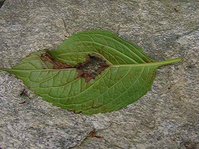 Hydrangea leaf - underneath surface
Presented for diagnosis by Diane Hamilton