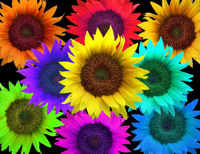 Colored sunflowers...