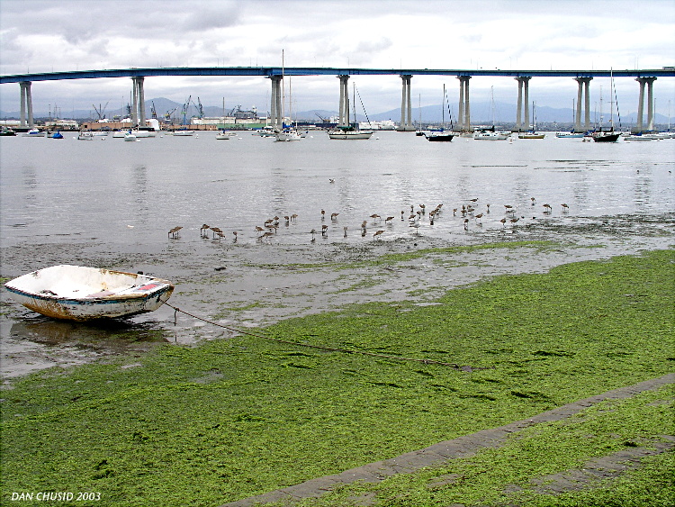 Bridge, Bay, Boats & Birds<br><br><br>