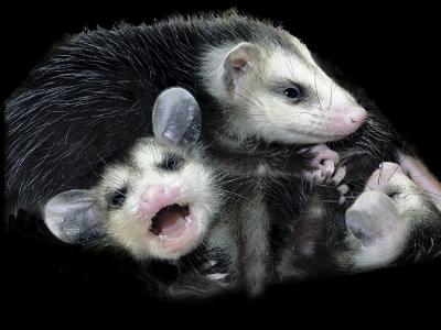 Baby-Opossum.jpg