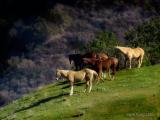 Horses over our fence