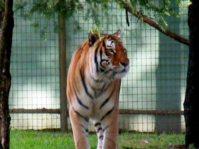 Sumatran Tiger