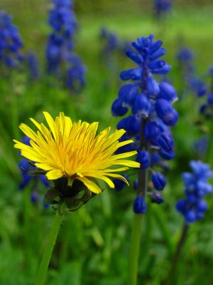 Dandeloin and Blue flower