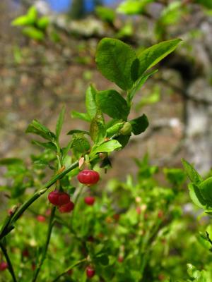 Cranberry flower
