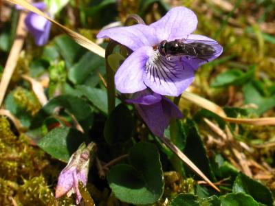Insect on Viola