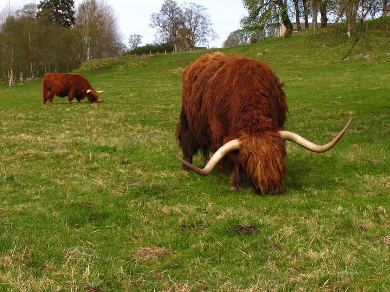 Heelin Coos
