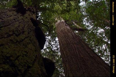 Redwoods - Lookin Up