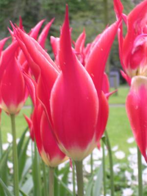RedPointyTulips