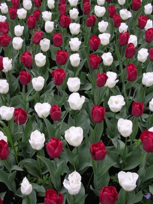 RedWhiteTulipRows