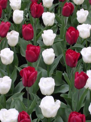Red&White Tulip Rows