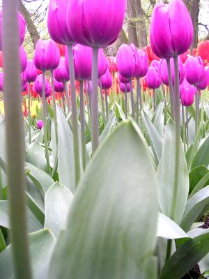 Purple Stems