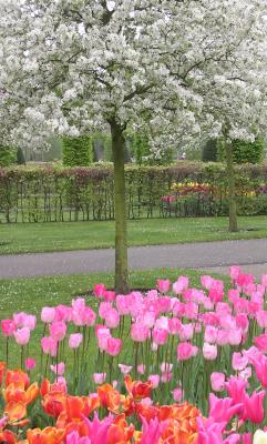 Tree&Tulips