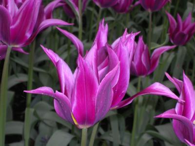 PointyPurpleTulip