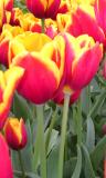 Red&Yellow Tulips