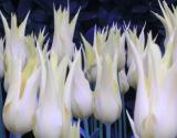 Whitepointytulips