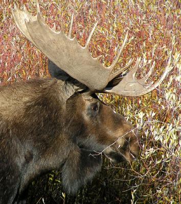 Bull moose