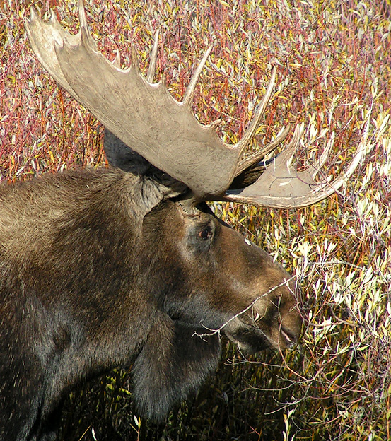 Bull moose