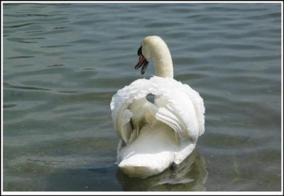 Swan