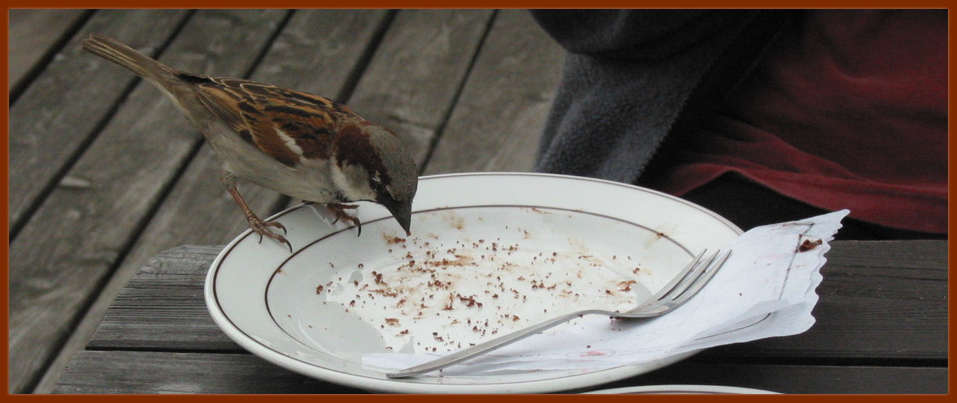 sparrow