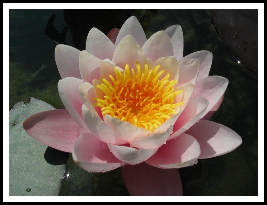 water lily