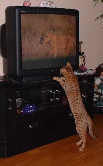 Tittar tv