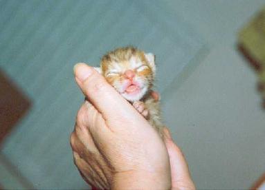 Nyfdd kattunge