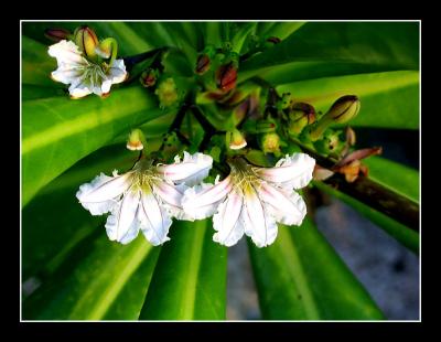 Bintan Blossom