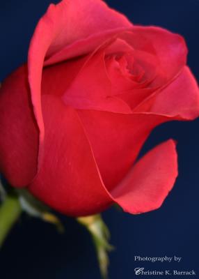 IMG_7506.jpg