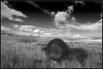 Barbed Wire II