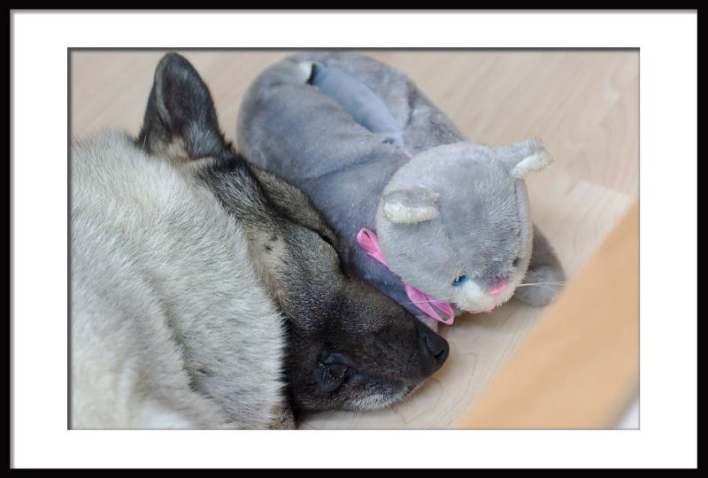 A dog and his pet