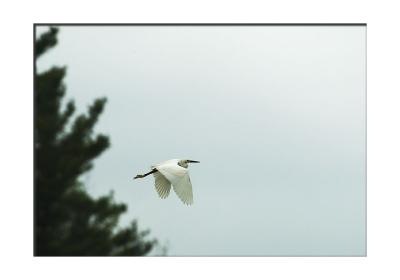 On a rainy Sunday, .... (Maine, bird, egret)