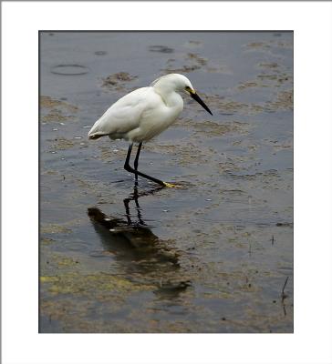 ....we search out places where....(Maine, bird, egret)