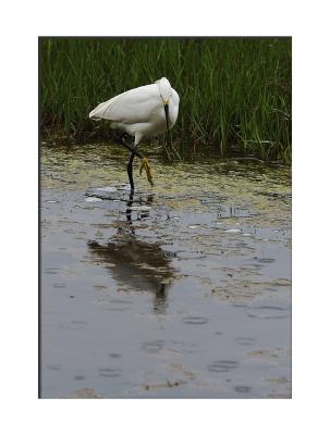 ....wildlife feeds and find it in a marsh...(Maine, bird, egret)