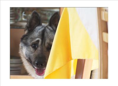 ....pets upon which to focus.