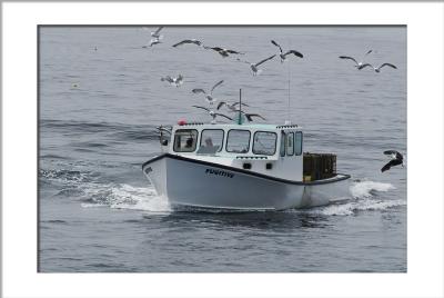Lobster boat (Maine seagulls)